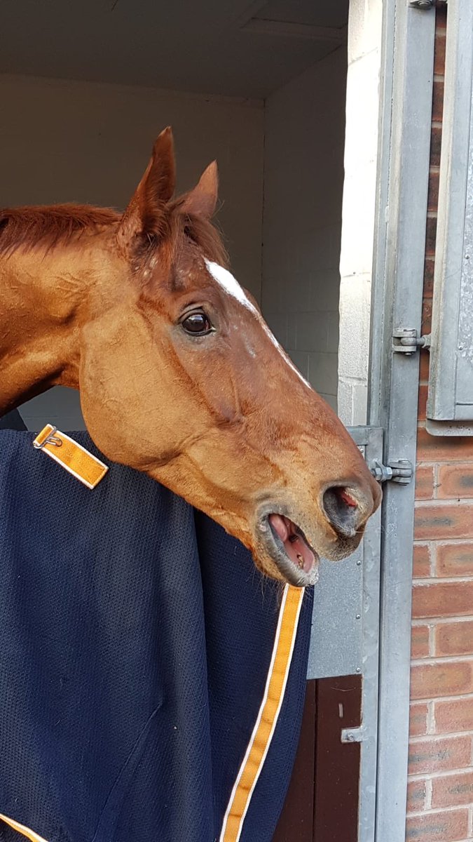 beaubai's tweet photo. A great day out @haydockraces with Top Gamble. Well ridden by @richpatrick17 #thirdtoday #legend https://t.co/mDCexrcl0m