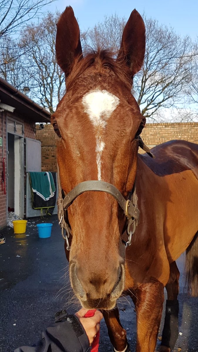 beaubai's tweet photo. A great day out @haydockraces with Top Gamble. Well ridden by @richpatrick17 #thirdtoday #legend https://t.co/mDCexrcl0m