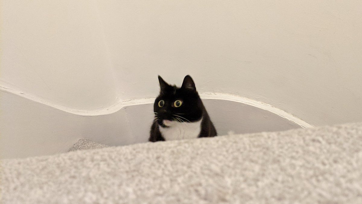 CuriousZelda's tweet photo. I tried a thing
The thing went wrong
I feel okay 
But now I'm long https://t.co/So6q9s7niM