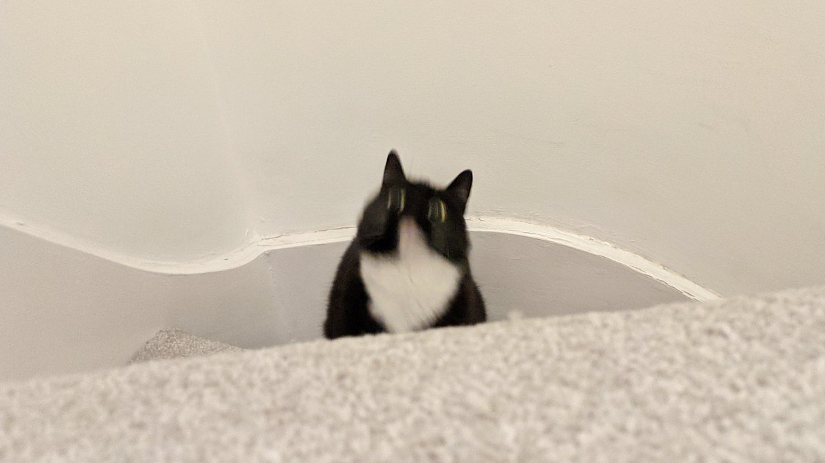 CuriousZelda's tweet photo. I tried a thing
The thing went wrong
I feel okay 
But now I'm long https://t.co/So6q9s7niM