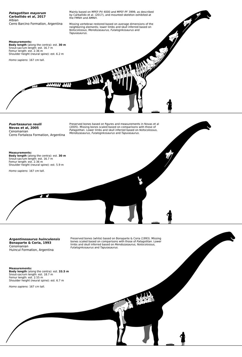 collecta argentinosaurus