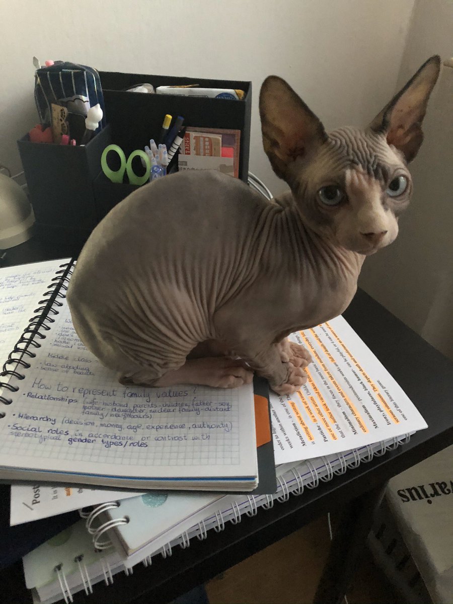 pvrejimin's tweet photo. chciałbym żeby mój kotek stał się tutaj tak popularny jak ten śnieżnobiały piesek dlatego łapcie więcej zdjęć Albiego https://t.co/furrDXftxl