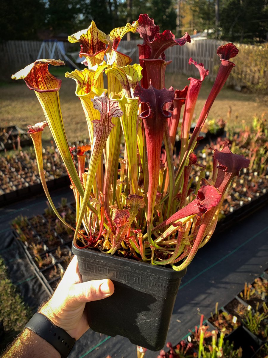 DirtyDivisions's tweet photo. Moved some year old Sarr seedlings out from underneath the lights to chill with my already dormant outside collection. These will go dormant soon and I won’t be surprised if a few of them flower in the spring. 
#seedgrown #dirtydivisions #sarraceniaseedlings #sarracenia #plants https://t.co/iLvndFQufV