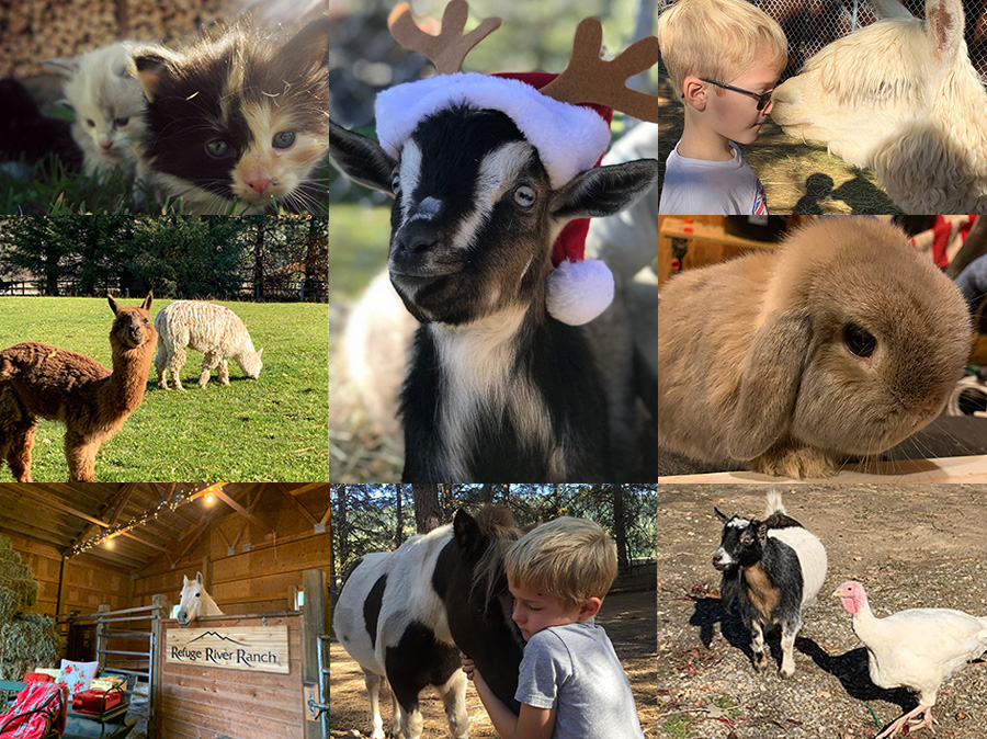 RiverRanchLife's tweet photo. These rescues need your hugs! And you probably need their hugs too 😍.

Book a ranch tour today at: https://t.co/W7qg9dZ97P

 #leavenworth
#leavenworthchristmas
#leavenworthxmas

**All our animals are treated with kindness and love each and every day. They are our family!** https://t.co/89QIN2M59K