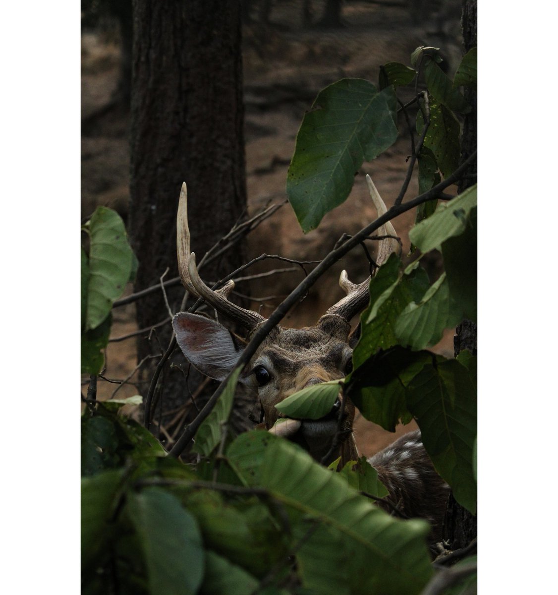 The deer is watching me through the gaps in the leaves...🌱🌿
#deerseason #deer #deerseason2019 #wildlife #wildlifephotography #photography #photooftheday #photoshoot #deerphotography  #outdoor #sunlight #eveningtime #natgeo #natgeotravel #natgeowild #natgeoyourshot #natgeography