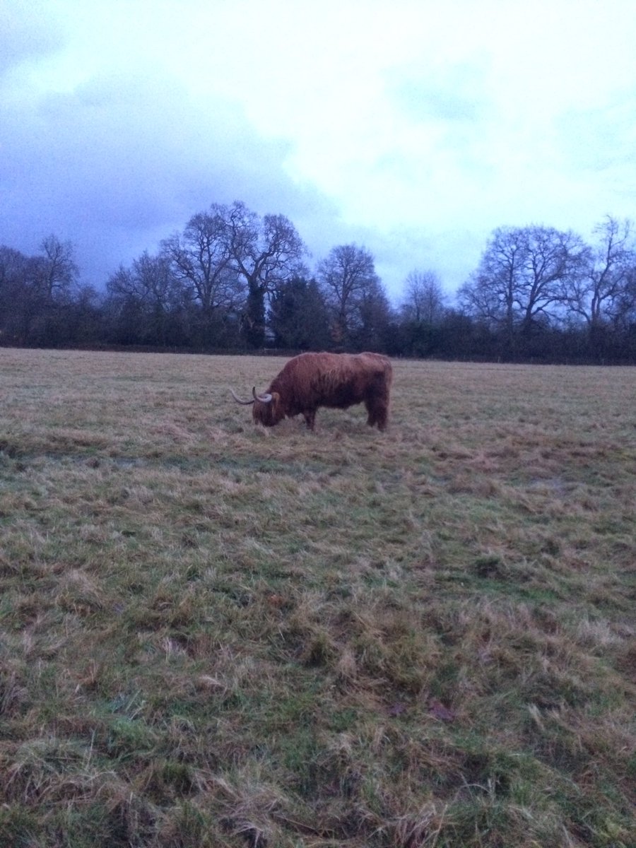 Not a very exciting time of year on the meadow, little to photograph really and often in poor light but our cattle are doing a grand job of eating down the grass to get the meadow ready for spring time. #conservationgrazers