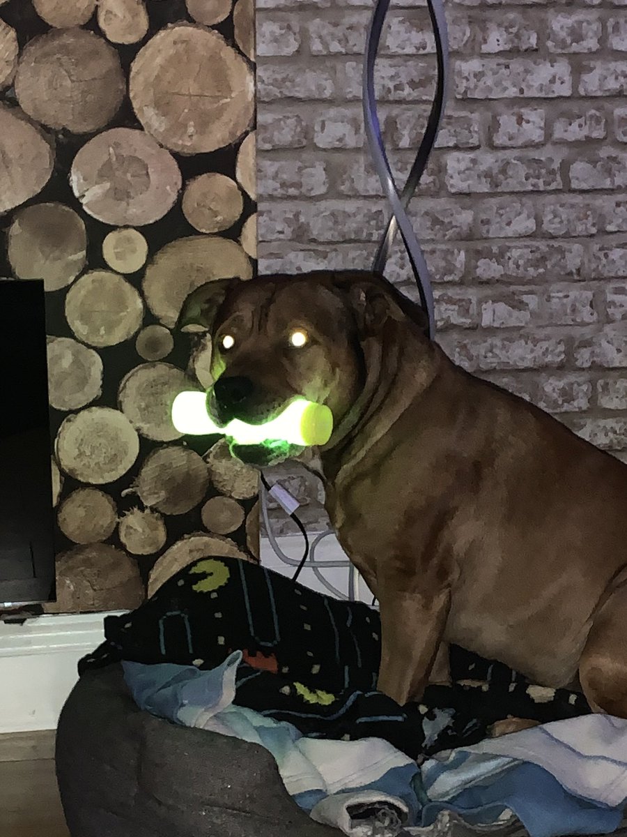surtdiggler's tweet photo. Spikes early Christmas present.
A nuclear bone!
#letsseehowlongitlasts https://t.co/YqSTFfyppS