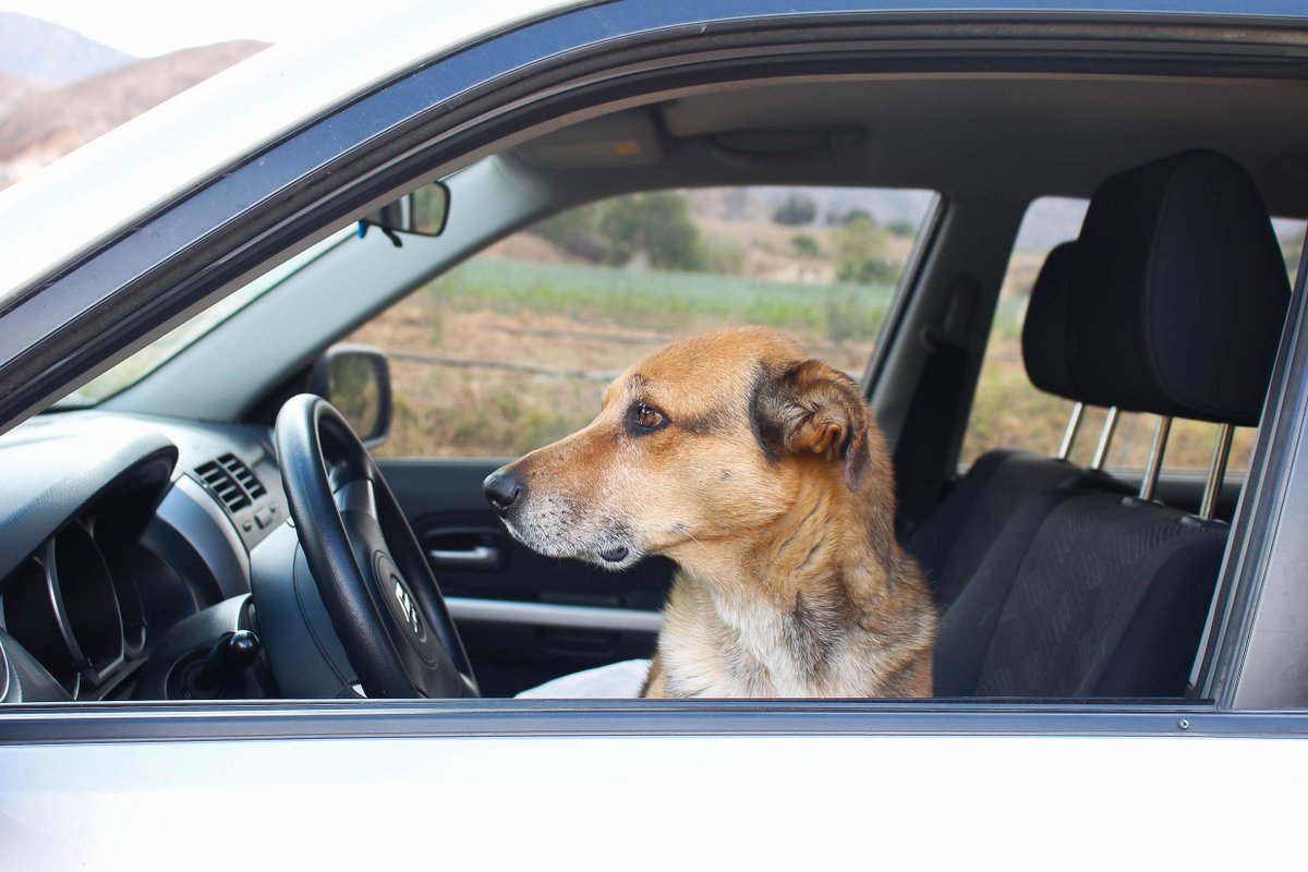 Vamos a recibir los viajeros. Your Host #Cherry 💛  #CasaDeAnny