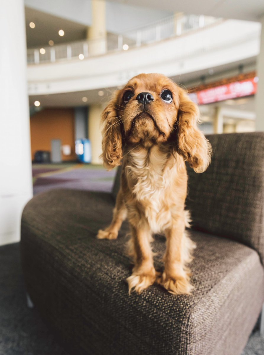 This is Nala. She would like your attention because she has an announcement. The announcement is that she’d like your attention. 13/10 #RoyalCaninPuppies