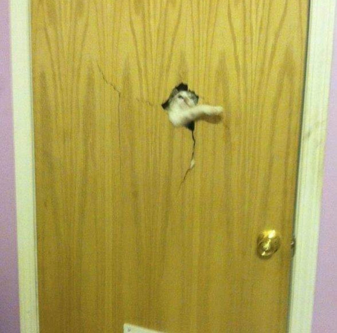 Escaledenuit A Twitter Cherie C Est Quoi Ce Bruit Non C Est Rien C Est Juste Le Chat Du Voisin Qui Gratte A La Porte