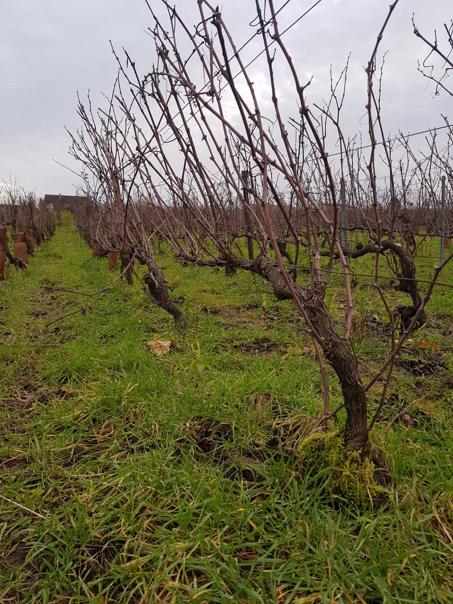 benoit51390's tweet photo. Quand #LePetitBenoitEnBalade fait une petite pause en #champagne, il va faire un petit tour de vignes!
100 mm d'eau en un mois et pas une trace de terre sur les chaussures!
#PetiteMontagneDeReims
#vrigny
#LesPierres
#LesFormonts
#Meunier https://t.co/IFqvlO9hc0
