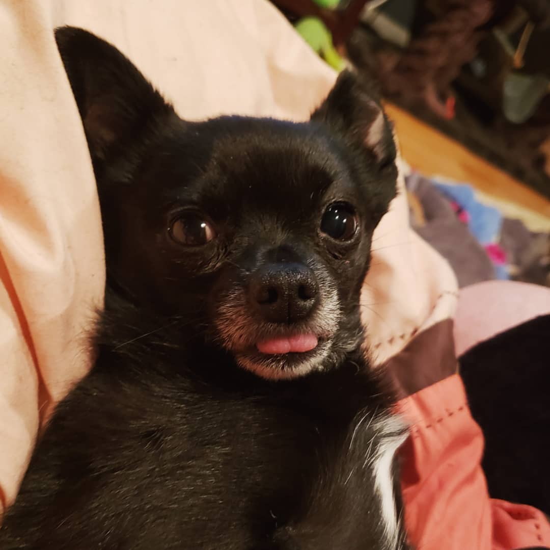 OatsThePotato's tweet photo. Her face in this photo 🤣🤣🤣 I'm dying lol, she was so tired! #hilarious #dogs #seriouslythough #dawgs #funnydogs #tongueouttuesday #exceptitssaturday #gunsouttonguesout #sillypuppy #chicagodog #adorable #adoptdontshop https://t.co/isDuZaGjFL