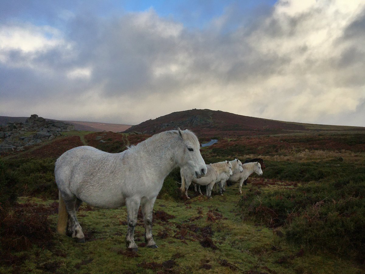 Waiting... #dartmoor #nearlychristmas