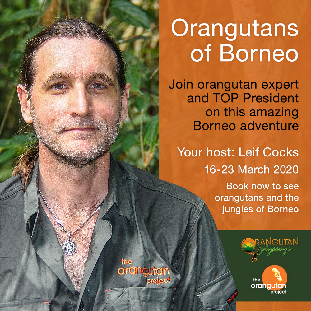 OrangutanTOP's tweet photo. Only two spots left to join Leif on this exciting adventure to Borneo! Don't miss out on a life-changing chance to explore one of the world's remaining wild places. https://t.co/zMEiynbUdP
#TheOrangutanProject #BorneoTour #LeifCocks #BorneoAdventure #EcoTours #TOPTour #Borneo https://t.co/umIImLaRL4