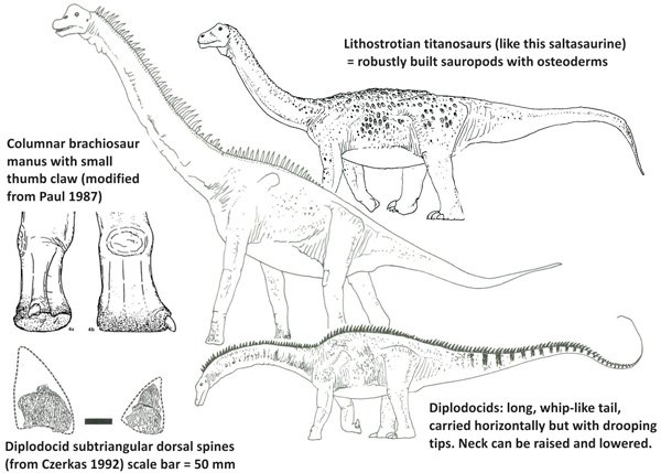 Darren Naish on X: A common criticism from those who know something of the  sauropod fossil record (myself included) is that the mokele-mbembe isn't  consistent with what we know of sauropods today.