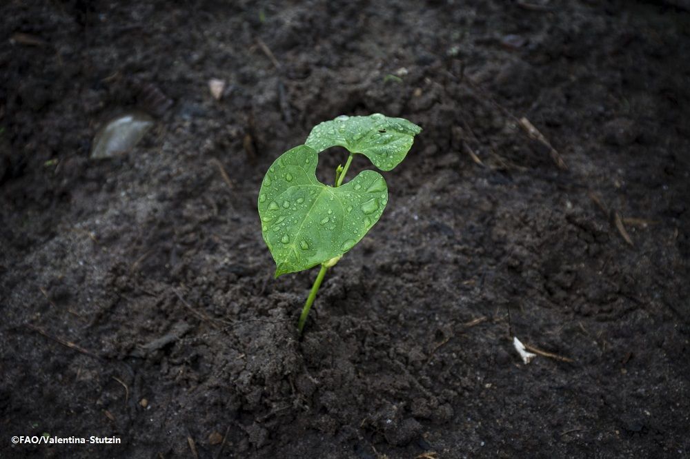 Food and Agriculture Organization tweet media