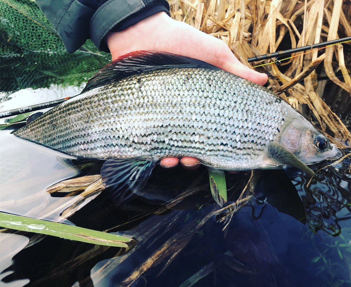 jardineflyfish's tweet photo. Crossing over numerous burst-banked streams and water logged fields it was hard to know what we would face today.
Fortunately, the Anton, although slightly high and coloured offered up a treat for @Gilly_Bate Pete and I. https://t.co/GOQI80DQB5