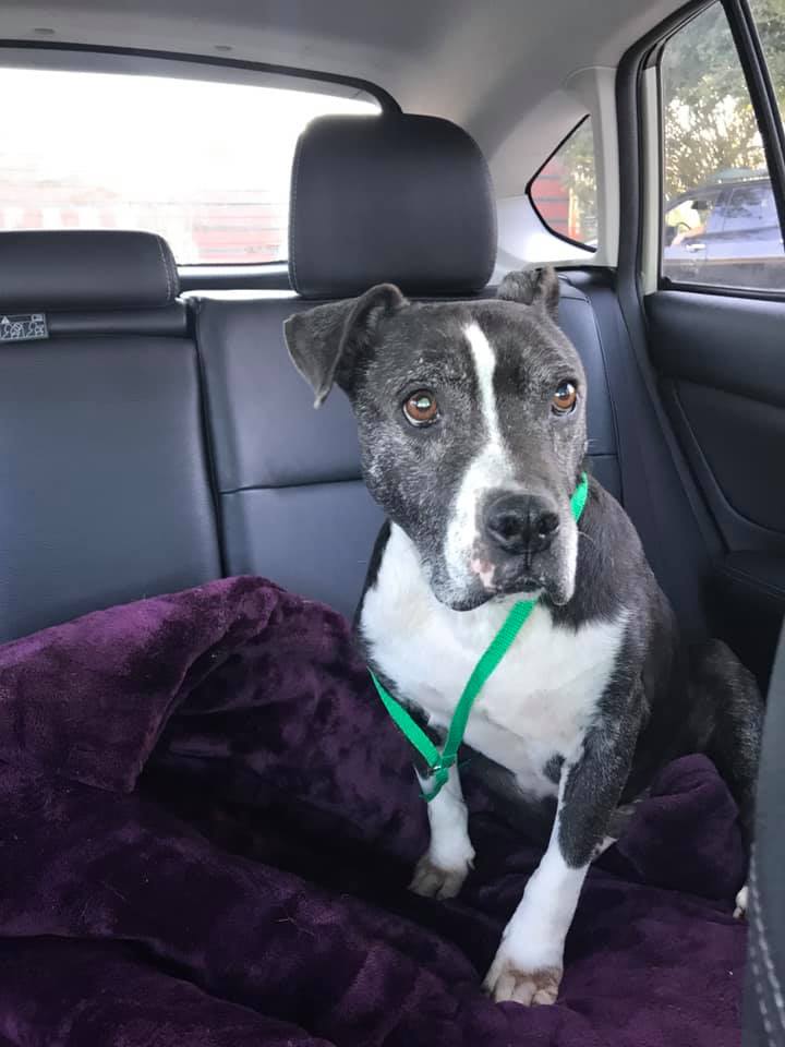 Dog for Dog tweet media