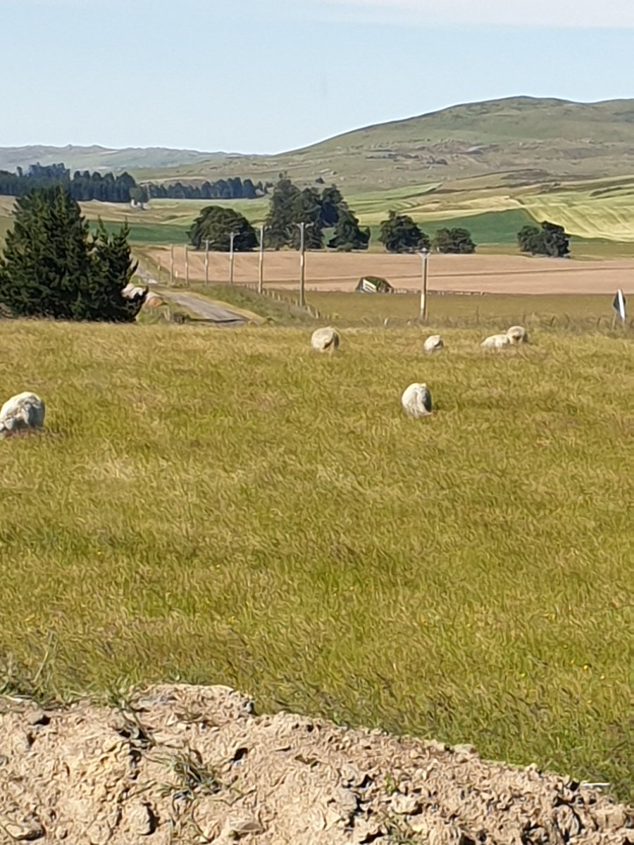 Happiness is...

6 escapees in long, luscious green grass with zero cares in the world.