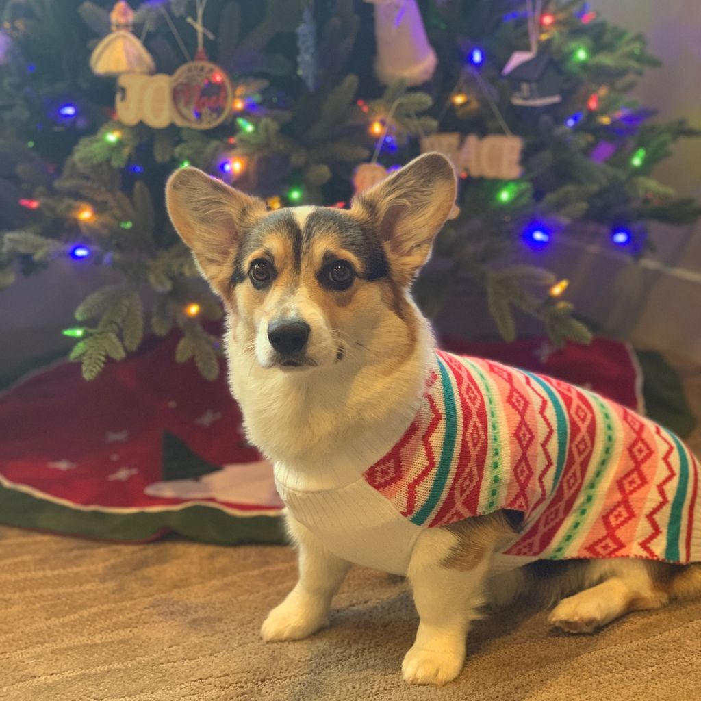 snocorgi's tweet photo. I’m ready for the holiday party tonight! #dressingup #igetatreatforthisright🤔  #itsmybirthday🎉 #oneyearold #bigkidnow #corgi #corgilove #christmassweater https://t.co/zPVwIV1hkq
