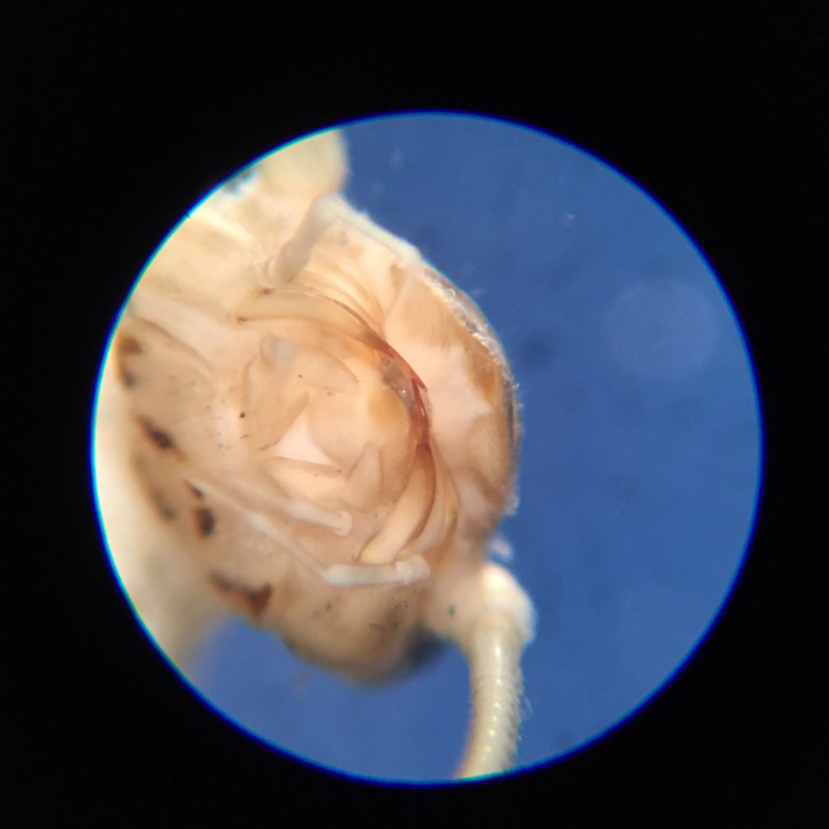 IUCN_riverflies's tweet photo. The first of two species for #StoneflySaturday. This is Isoperla obscura, Critically Endangered in the Czech Republic and Carpathian Mountains, Endangered in Switzerland, and Extinct in Great Britain. https://t.co/7lNcDY03PT