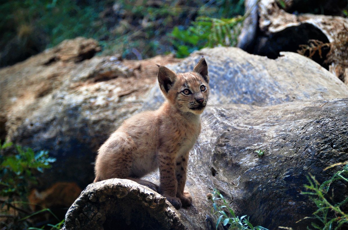 AlvarLlobet's tweet photo. Al primer linx que ha nascut al Pallars en un segle l'han batejat amb el nom de "Minairó". Fa referència als éssers fantàstics propis del folklore pallarès i que omplen històries i llegendes. Aquí el teniu, el cadell fa unes setmanes👇 https://t.co/WiPYHMc8WJ