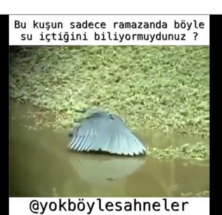 @Fkrt1923 @Turksoycu7777 Bende Türkçesi için araştırayım dedim. Video üstünde yazana bakın 😂😂