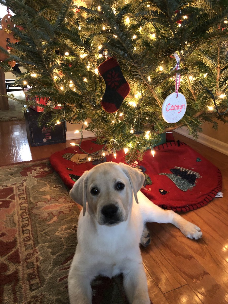When you’re trying to get that perfect new puppy pic and notice that it could be a promotion for ⁦<a href="/eddiebauer/">Eddie Bauer</a>⁩. Check out the Eddie Bauer stocking ornament!  Ben should be in your catalogues!  Merry Christmas!