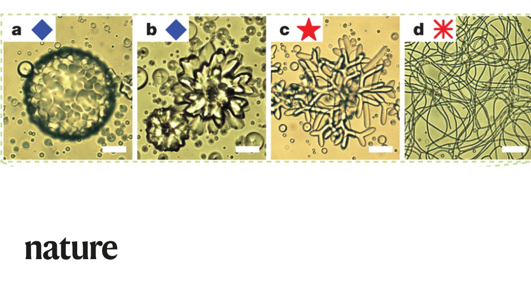 NaturePortfolio's tweet photo. A Nature paper shows that droplets containing chain-like liquid crystal molecules transform from spheres into complex shapes such as flowers, corals, and fibrous networks when cooled. https://t.co/yEjptzDeQz https://t.co/dOnE1iZs1R