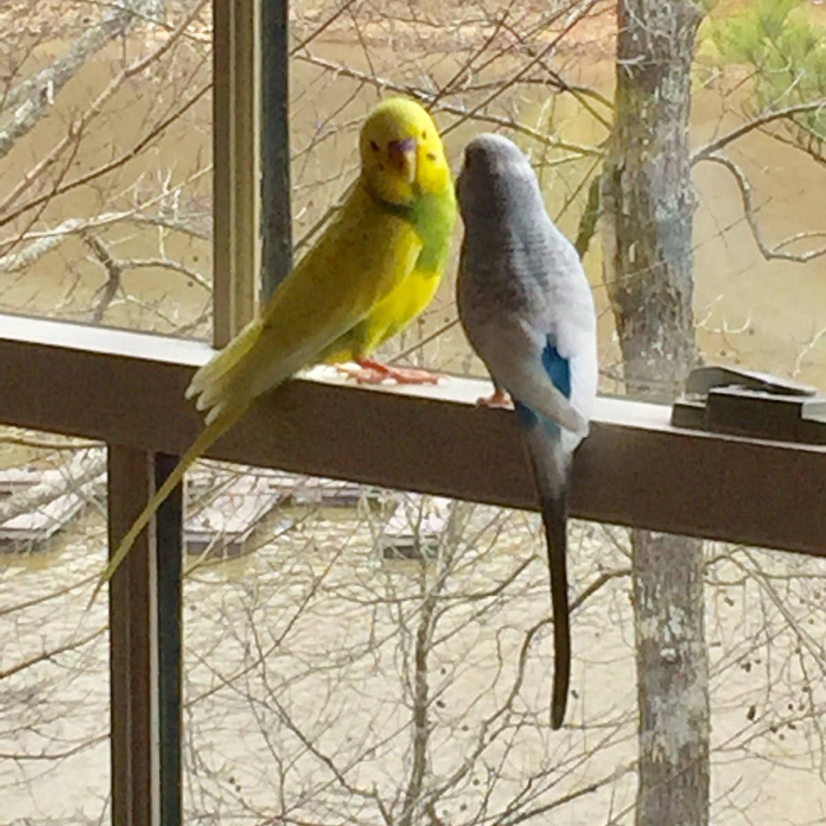 CharlesScribner's tweet photo. #PollutersBeware: #Riverkeeper “#Parakeets” are #WatchingYou and #CollectingData. https://t.co/jRoqxuGkbg #BirdsArentReal https://t.co/XoY3pfujzg