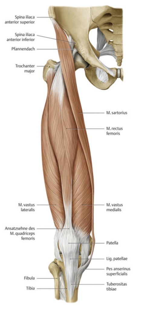 3. AdductorsM. pectineusM. adductor longusM. adductor brevisM. adductor magnusM. gracilis4. extra: M. sartorius, M. tensor fasciae latae (not sure if they count in as thigh muscles but they can be found in that region) SO THERE ARE 11 THIGH MUSCLES ISN’T THAT INSANE???