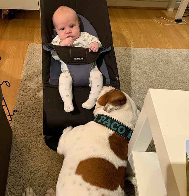 PacoStaffy's tweet photo. #nannydog #supervised #staffordshirebullterrier #brothersforlife #staffymoments #baby https://t.co/3rKwoE0DVb