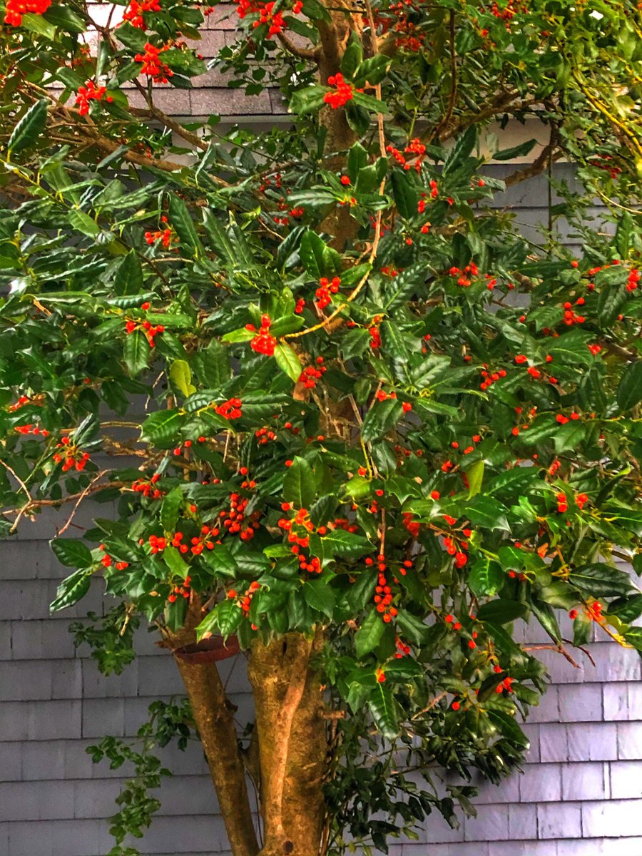 AnnamariaWenner's tweet photo. My Holly is Jolly, Merry & Bright
#backyardtreasures https://t.co/HGfgbl6y8M