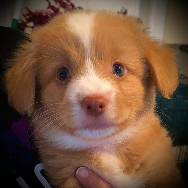 Tollchester's tweet photo. We are looking for loving homes for our puppies available in January ❄️ 🐾
•
To apply for a puppy visit https://t.co/YYiSQI5SYC •
•
#tollerpuppy #tollchester #tollers #babydog #puppydog #puppybreath #puppydogeyes #novascotiaducktollingretriever #nsdt… https://t.co/CAuDX9aeSq https://t.co/WIUQO9KlxD