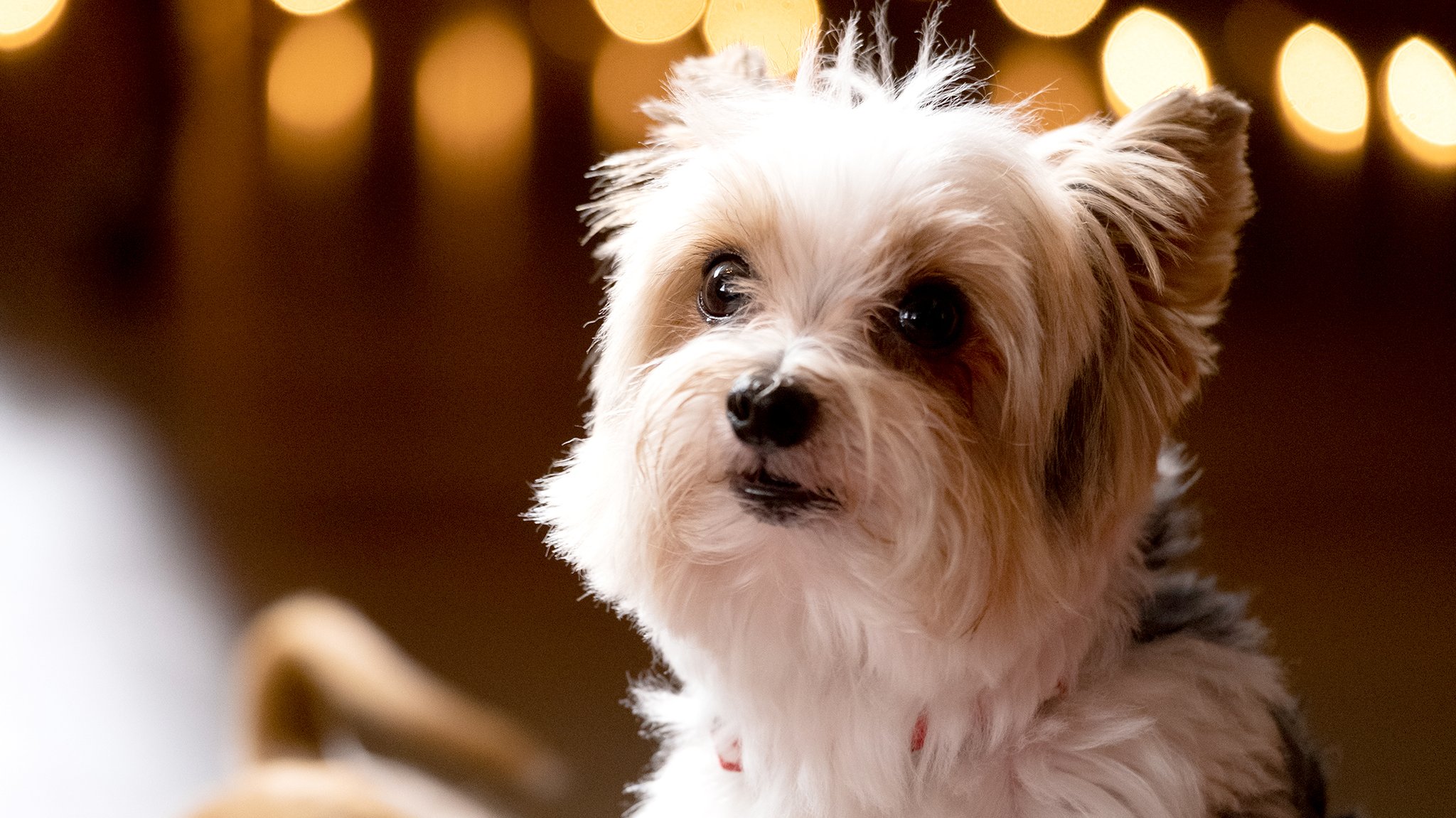 iontv on Twitter: "Happy Holidays from our pack to your pack!🐶🐾 Tune in iontv on Twitter: "Happy Holidays from our pack to your pack!🐶🐾 Tune in