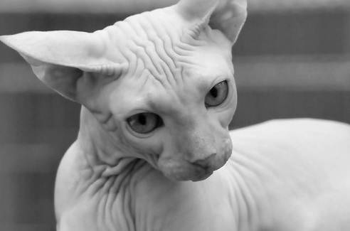 Archillect (@archillect) on Twitter photo 