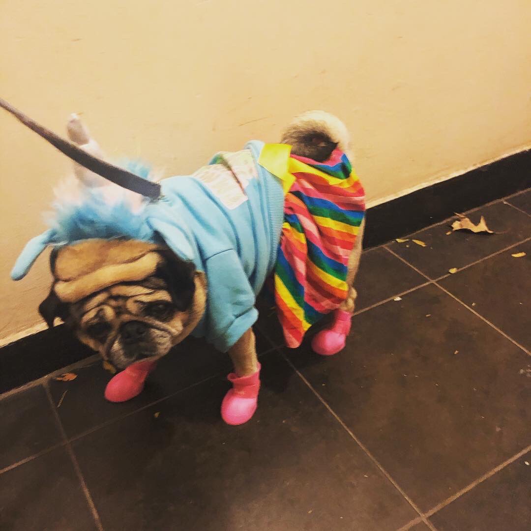 maija333's tweet photo. Happy birthday to my monkey who is 10 today. #apugslife #myfunkydiabeticmonkey #pugs https://t.co/V5UPXKcp2c