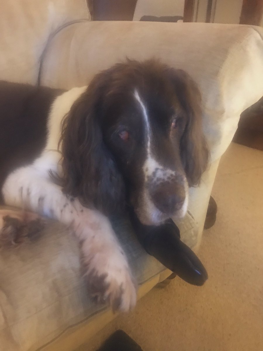 madcap_max's tweet photo. And another one goes down! Dom’s just lost a toe nail on his evening constitutional. That makes 2 cones and two boots and two bodysuits between the 4 of us - only Max left unscathed for now #anymoreforanymore 😢👎🙅‍♀️ https://t.co/IA2mwZiurU