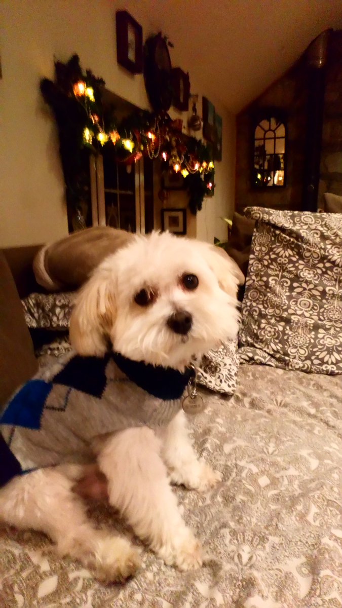 Shane50949311's tweet photo. #firstpose, rocko 'I just farted', https://t.co/SQ9srhVRU1