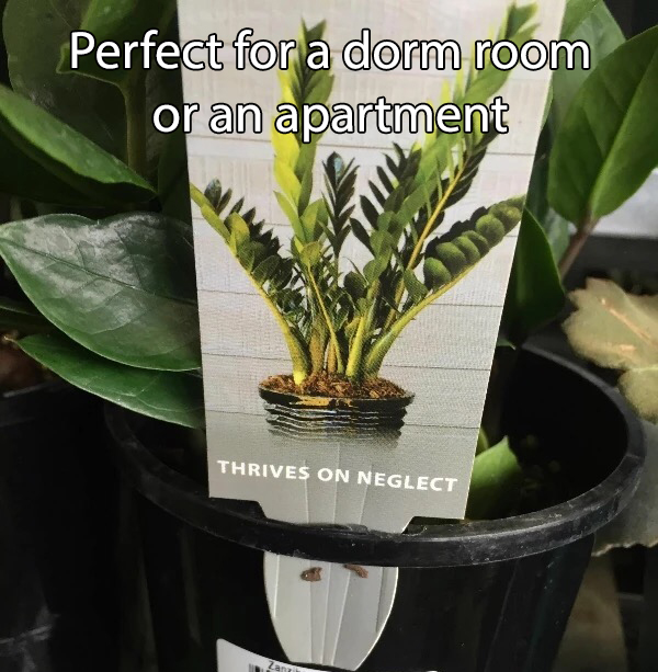 InterstateUStor's tweet image. Perfect for a dorm room and and perfect for a apartment. Not for a storage unit. #storage #collegehacks #universityhacks #plants #memes #funny