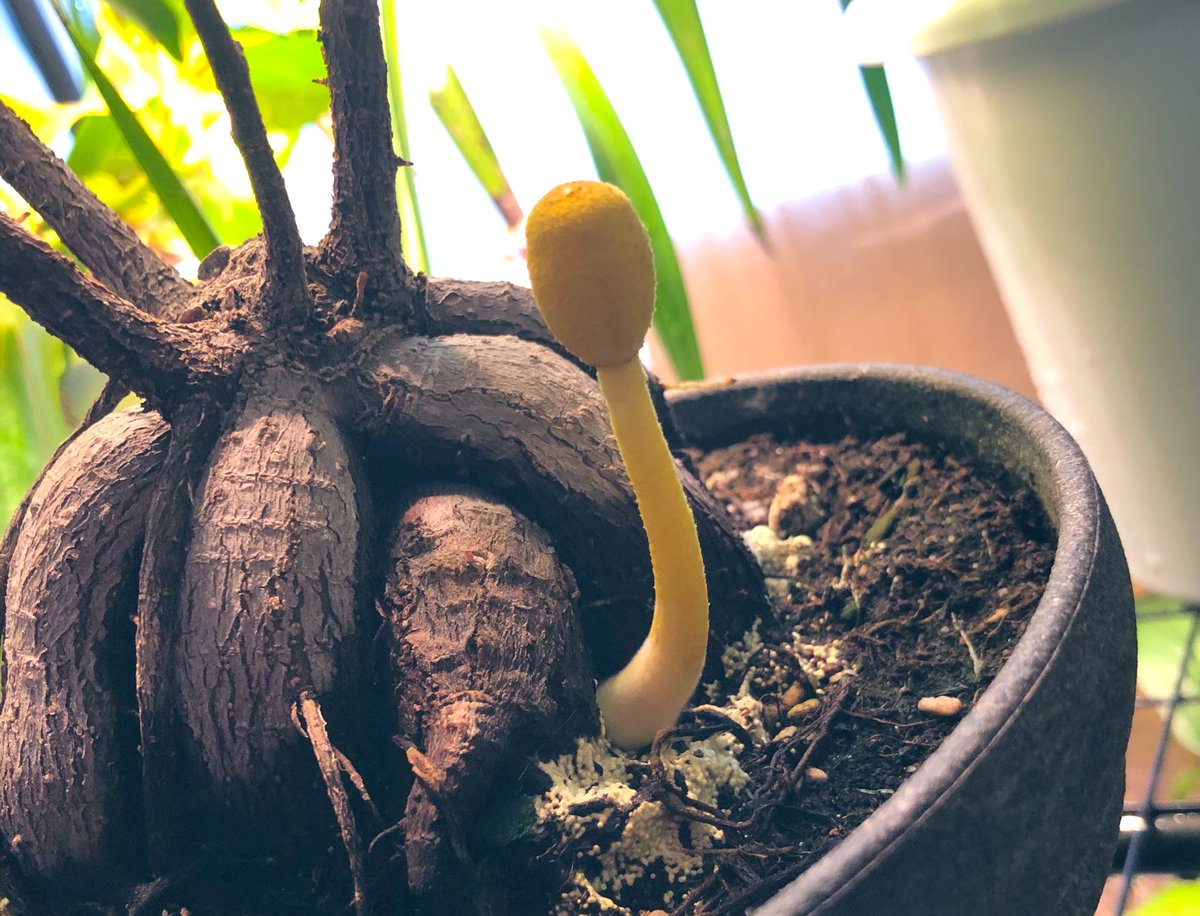 植木鉢のきのこ コガネキヌカラカサタケ Togetter 植木鉢のきのこ コガネキヌカラカサタケ Togetter