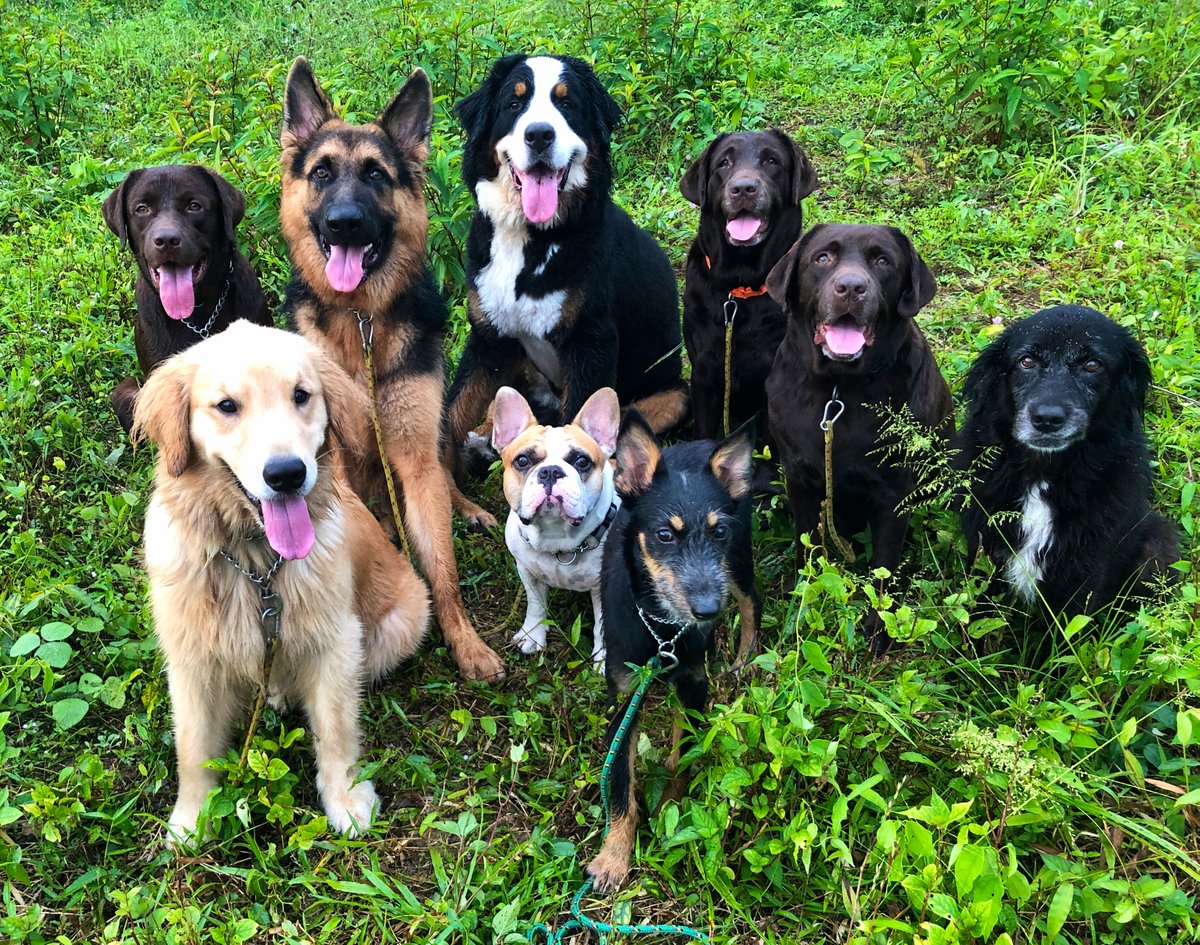 canineworld's tweet photo. Nice little leg stretcher with the gang this morning! #ThePlodFather #PhuketDogTrainer #GoldenRetriever #Labrador #GermanShepherd #BerneseMountainDog #FrenchBullDog #RescueDog #RealLifeTraining https://t.co/YRVtj9mOjz
