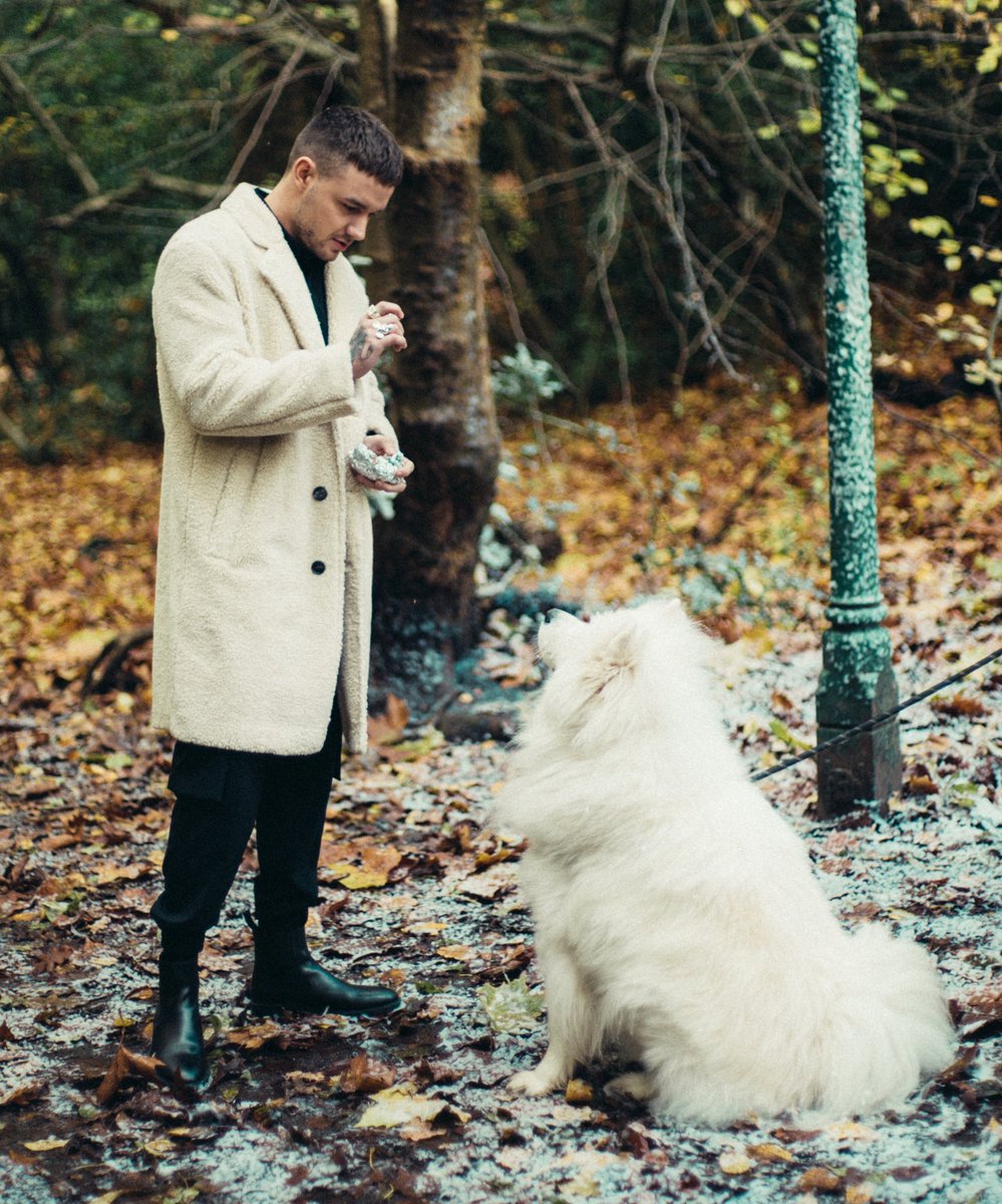 BarkTutor's tweet image. You’re hired, @LiamPayne! Let us know if you think #LiamPayne from #OneDirection has solid Dog Training skills. We think he does! ⬇️⬇️