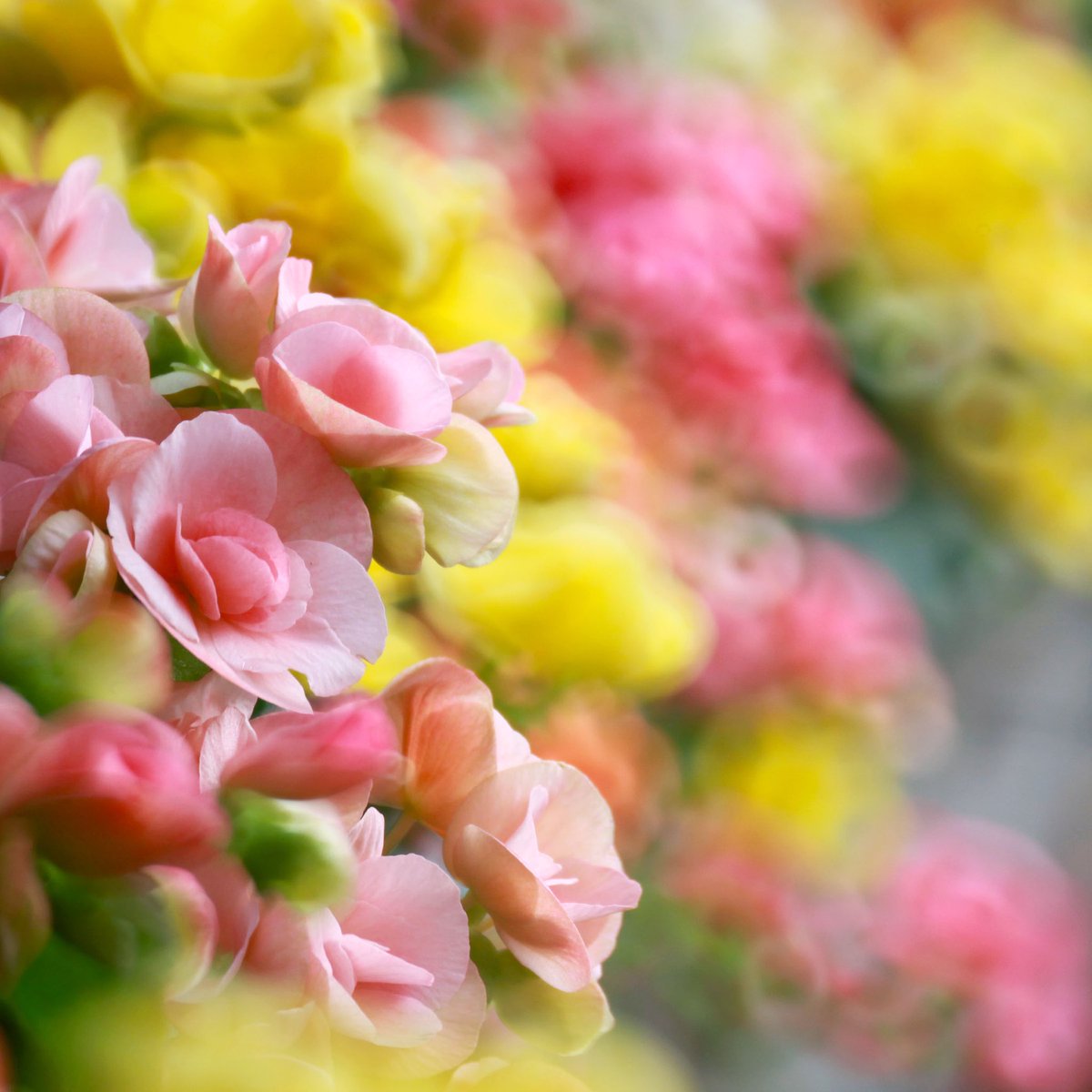 Twitter पर エラチオールベゴニア ह शट ग