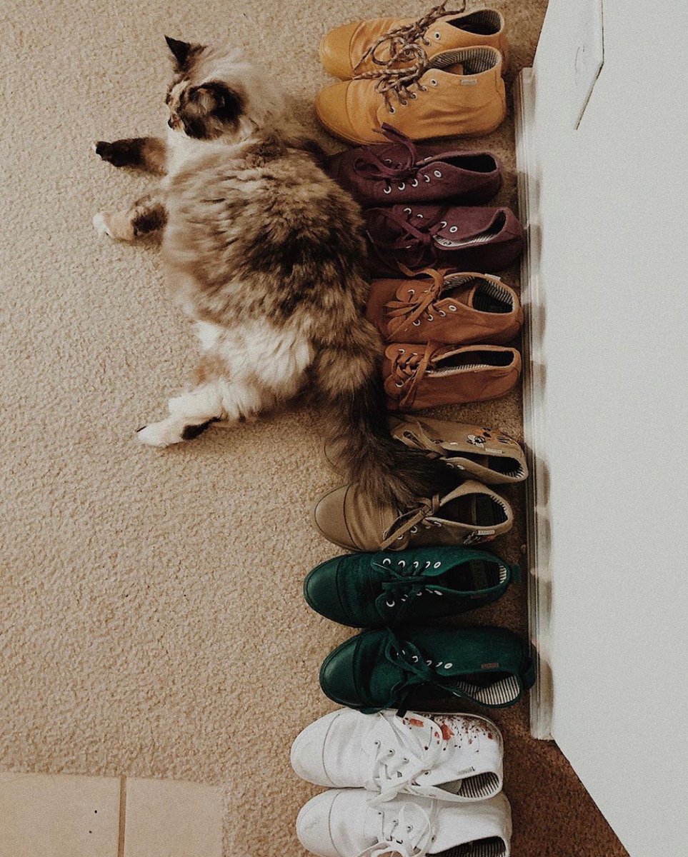 BangsShoes's tweet photo. Happy Caturday!!
Please enjoy #CatsofBANGS.
Be the coolest cat around! Shop BANGS shoes at https://t.co/TfBlc9MIQw
Pc left: https://t.co/Emi803MXSr
Pc right: https://t.co/z959U4ROcE https://t.co/zGLFuqtwnG