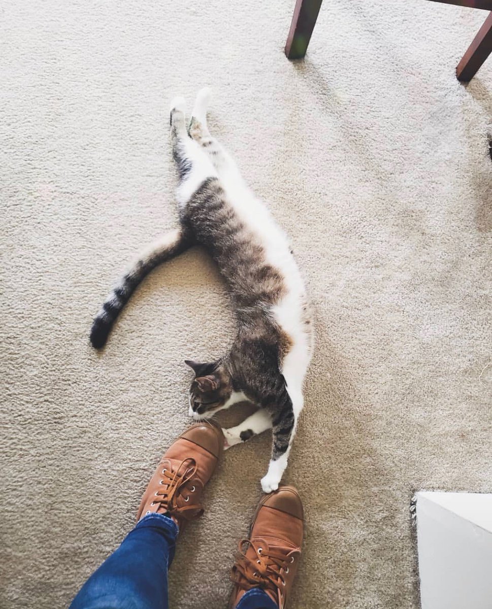 BangsShoes's tweet photo. Happy Caturday!!
Please enjoy #CatsofBANGS.
Be the coolest cat around! Shop BANGS shoes at https://t.co/TfBlc9MIQw
Pc left: https://t.co/Emi803MXSr
Pc right: https://t.co/z959U4ROcE https://t.co/zGLFuqtwnG