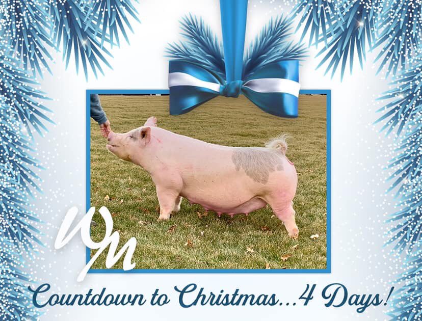 WinMorFarms's tweet photo. The Countdown is ON!!!
Jewel 84-2
KMS x Bachelor Party
Bred to: Trade Secret (#WinMor)
Due: Jan 1st https://t.co/ljTWG2vyJF