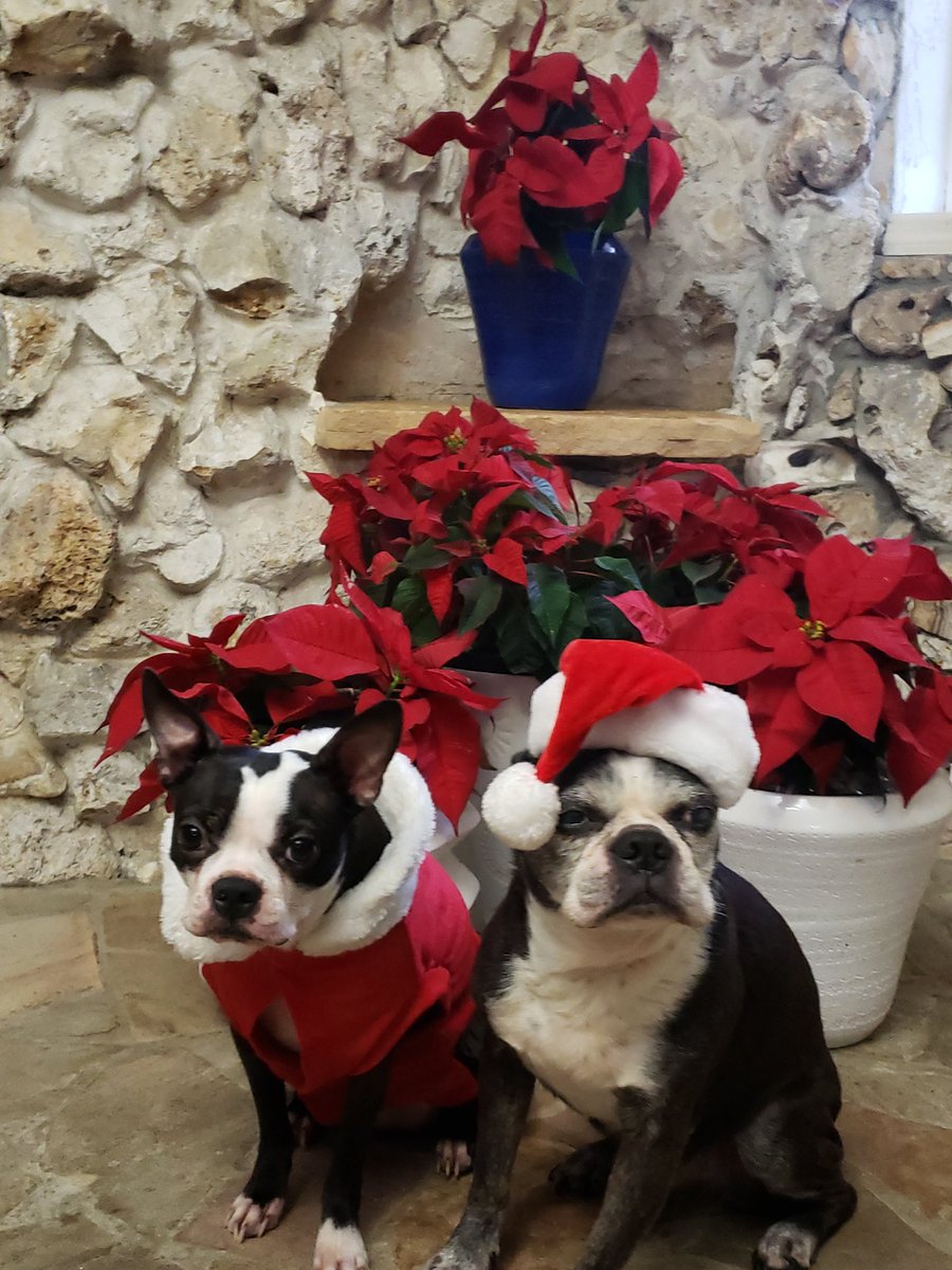 soundexchangeoc's tweet photo. Happy Holidays from Ryder and Neo at Sound Exchange in Ocala, Florida!! https://t.co/LckQCxZ7w5