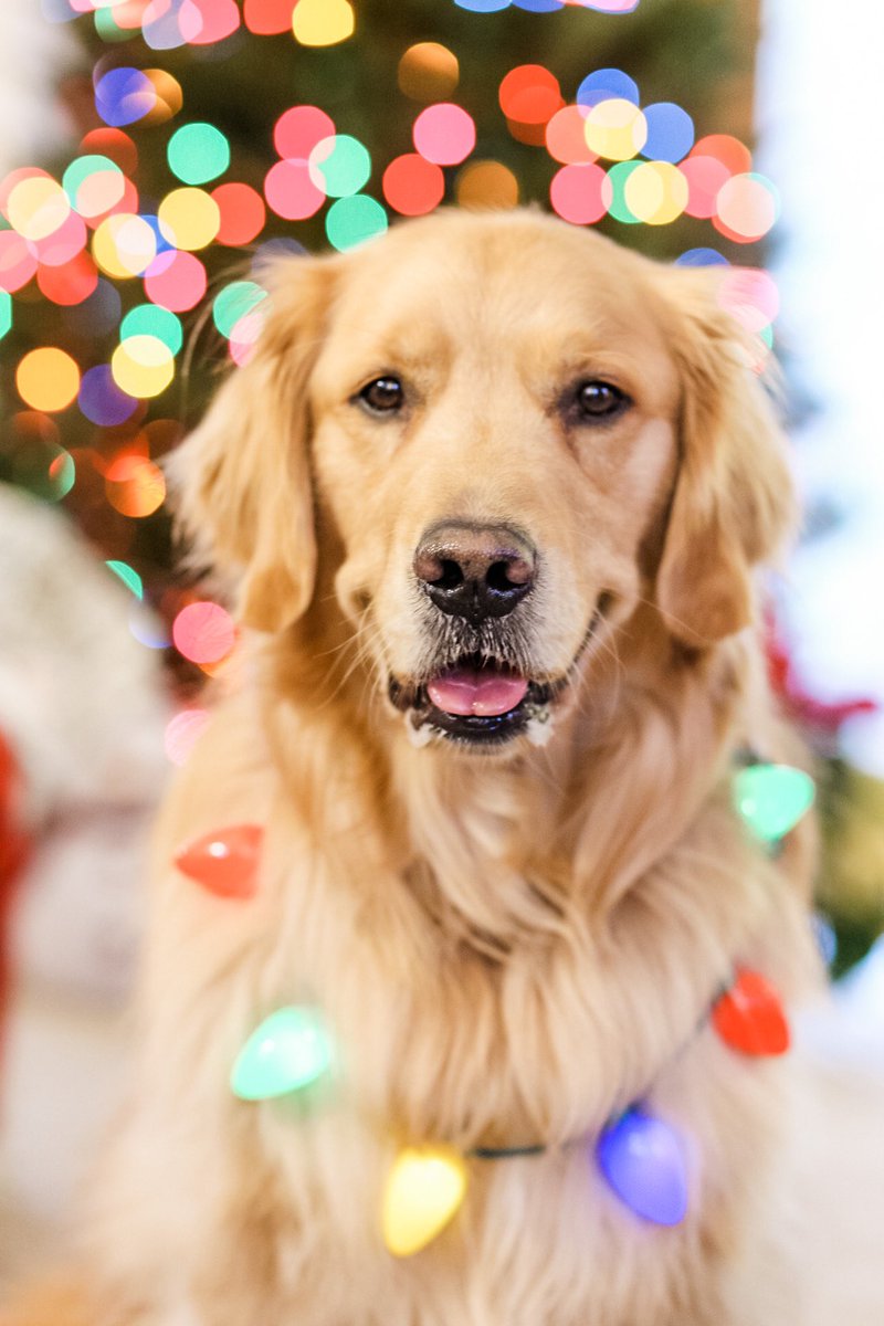 Jingle Bells 🔔🎄✨🎁