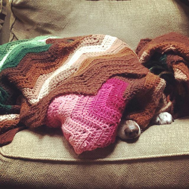GoodDogHazel's tweet photo. You’ll never find me. https://t.co/twJClhxkaG #dogs #dogsoftwitter #acd https://t.co/5KqU7AqtLw